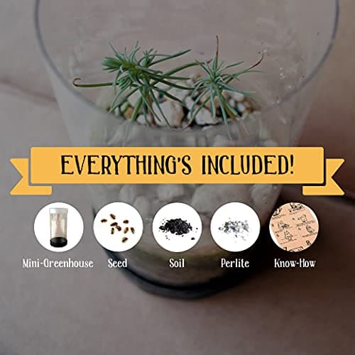 Bonsai Tree | Japanese Black Pine | Seed Grow Kit | The Jonsteen Company