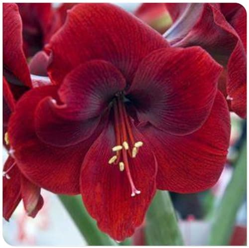 Amaryllis for Planting Now UK Perennial Good for Containers Excellent Display Plant Bulbs Ornamental Greening Flower Natural Organic Easy Plant Perennial -1bulb-B