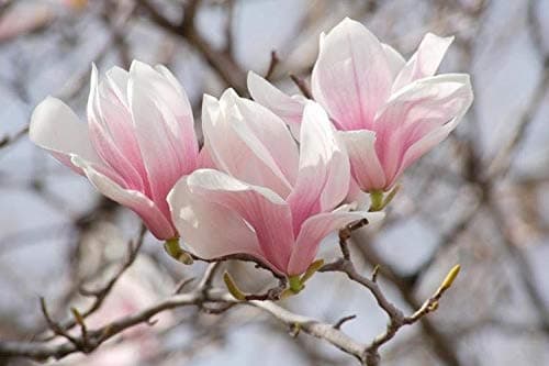 Beautiful Magnolia Tree, Healthy Live TYK Plant (Saucer Magnolia Soulangeana)