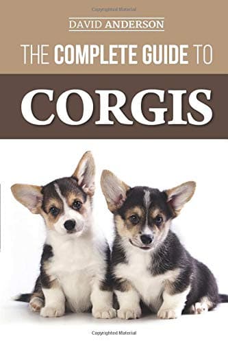 The Complete Guide to Corgis: Everything to know about both the Pembroke Welsh and Cardigan Welsh Corgi dog breeds