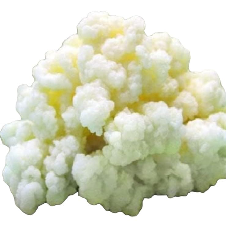 - Milk Kefir Grains Starter, Bulgaros de Leche, Pajaritos de Leche, Live Kefir Grains, Home Made Kefir Milk, Live Milk Kefir Grains, fast growth, Kefir Starter Culture. Start your Home Kefir Production, Elevate your Homemade Fermentation experience with Fresh Live Active Kefir, Probiotics Starter Cultures. Pajaritos Bulgaros de Leche, Make fresh Kefir Drink at home, Kefir Grains, supports Gut Health, Do it yourself Kefir, Natural Kefir Starter Culture. 1 TABLESPOON , KETO friendly