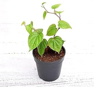 Paan Leaf Live Plant, Banarasi Maghai Paan, Meetha Paan, Medicinal Herb with pot (1)