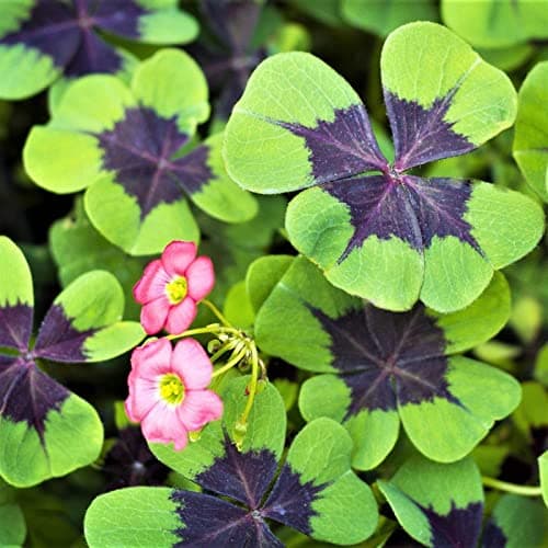 FernsFly® Imported Rare Oxalis False Shamrock Aromatic Flower Bulbs Winter Flower Home Pot Land Gardening Blooming Planting (Pack of 5 Iron Cross Oxalis)