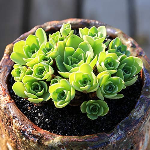 Succulent Live Plant - Aeonium dodrantale