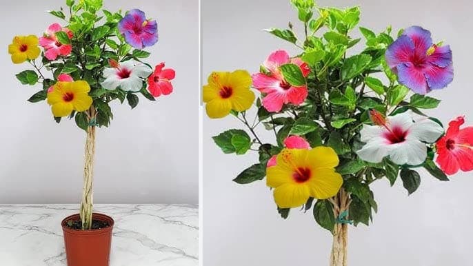 GoGreen 5-8 Colour Multi Grafted Hybrid Variety Hibiscus Rose Mallow Joba Flower Live Plant 1.5-2 Ft