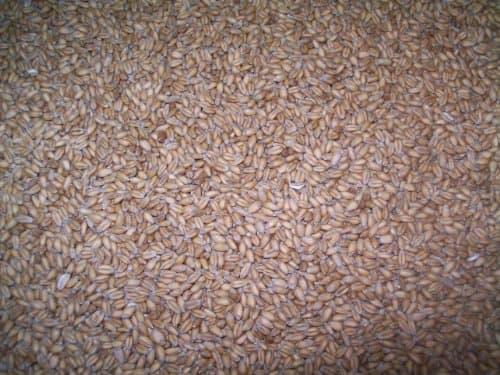 Organic Wheat Berries, Soft Red Winter Wheat, 15 lbs., Farmer Direct, Organic, non-GMO and IPUSDA Organic