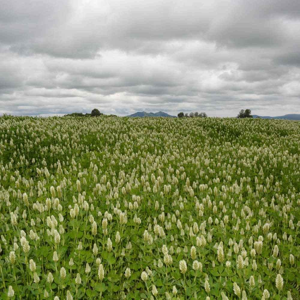 Outsidepride 10 lb. White Cloud Crimson Clover Seed for Pasture, Hay, Green Manure, Cover Crop, & Wildlife Forage
