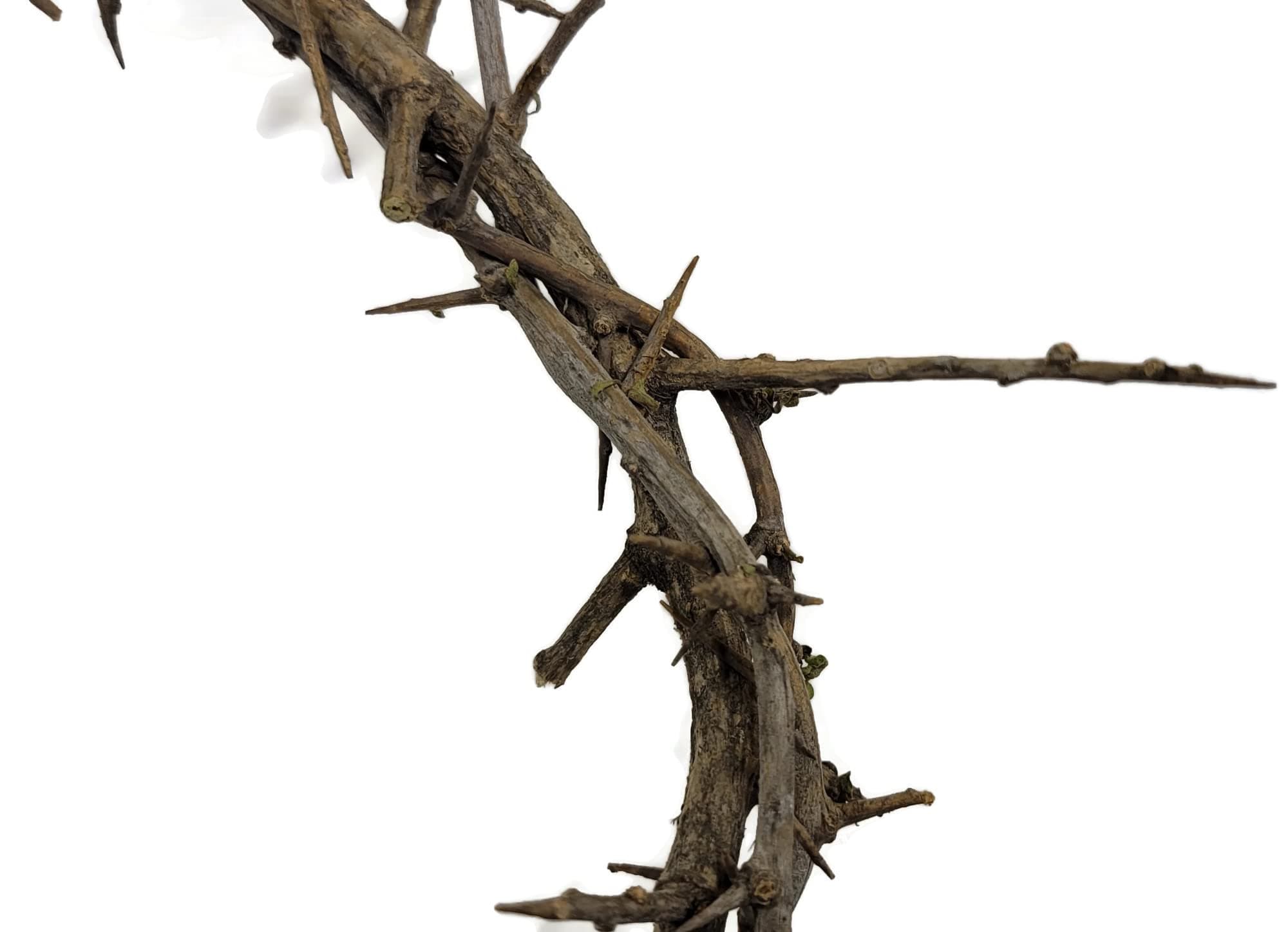 Authentic Biblical Lifesize 9" Crown of Thorns with Certificate Used at Passion Plays