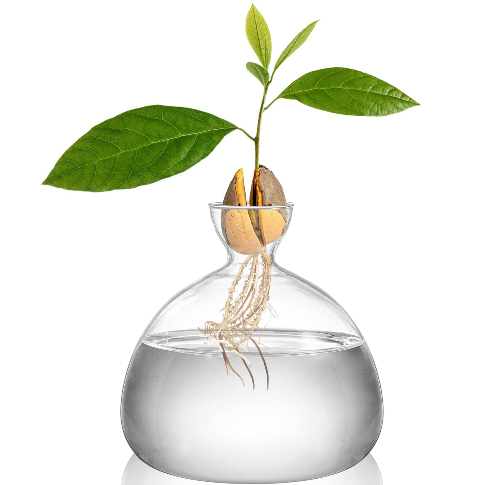 Hiceeden Avocado Seed Starter Vase Planter, Clear Avocado Tree Growing Kit Pot, Medium Avocado Vase Grow Glass Plant Pot Gift for Indoor Outdoor