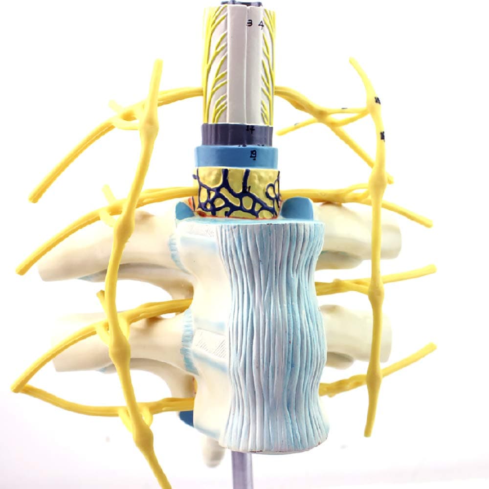 Anatomical Human Spine, Human Spine Model, Thoracic Spinal Cord Spinal Nerve Sympathetic Trunk Model, Human Spine Model Anatomy System, Used for Skeletal Anatomy Research Teaching.