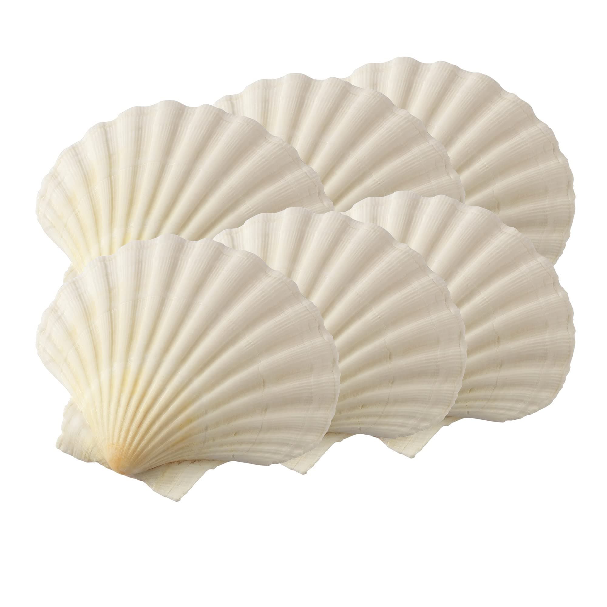 Maine Man Natural Baking Shells, 3.25-Inches, Set of 6