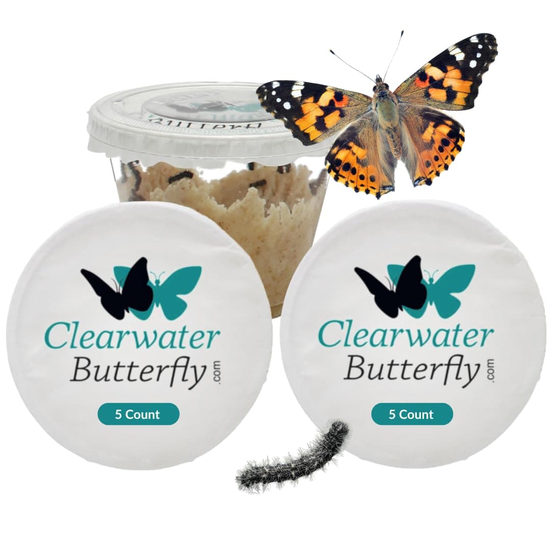 Clearwater Butterfly Painted Lady Butterflies - 5 Live Caterpillars to Butterflies - Caterpillars for Butterfly Kit - Mesh Cage Not Included - STEM Learning Live Butterfly Kit - 10 Count