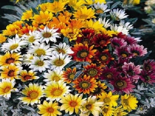50 Gazania Seeds Talent Mix Seeds Flower Seeds