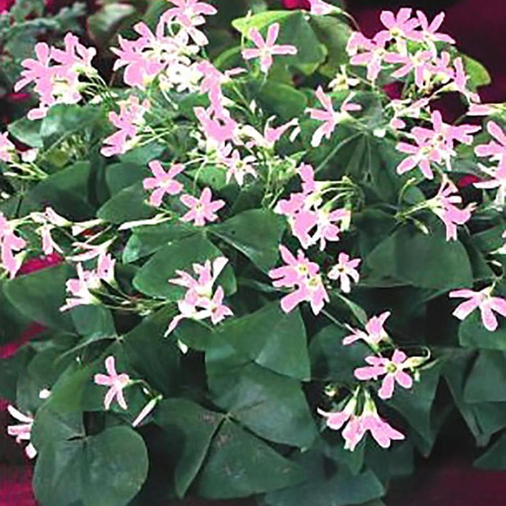 Oxalis Fanny Flower Bulbs - 30 Large Bulbs - Blooms Nearly Year Round
