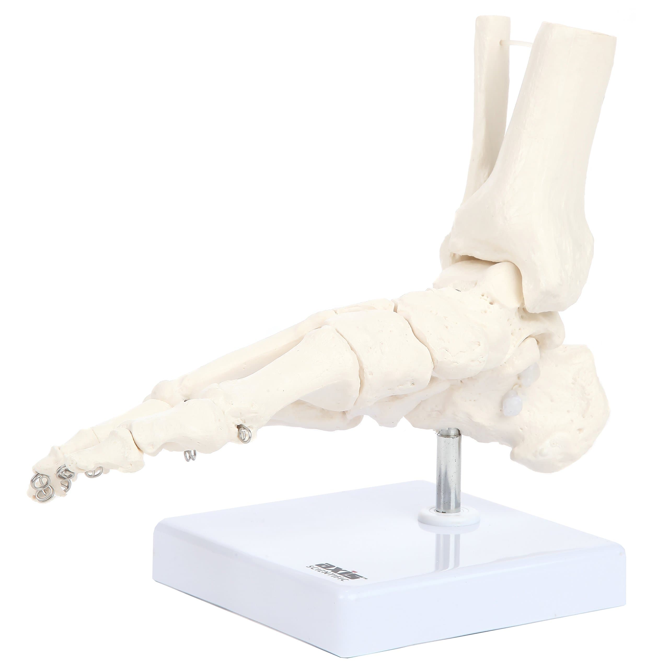 Axis Scientific Life-Size Human Skeletal Foot Model with Ankle - Foot Bones & Joints Articulated with Wire - Includes a Sturdy Base for Display