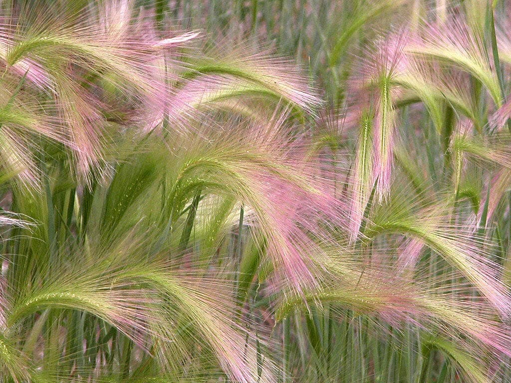 25 Ornamental Squirrel Grass Seeds - Hordeum Jubatum - Foxtail Barley - 25 Seeds