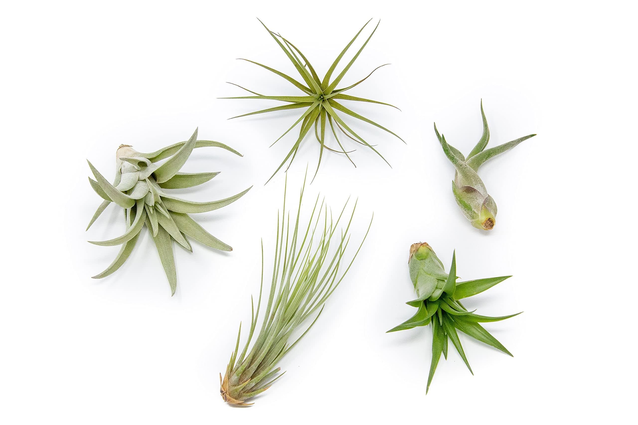 5 Pack of Classic Air Plants Variety - Live Succulent House Plants - Available in Wholesale and Bulk - Home and Garden Decor - Easy Care Indoor/Outdoor Air Plant
