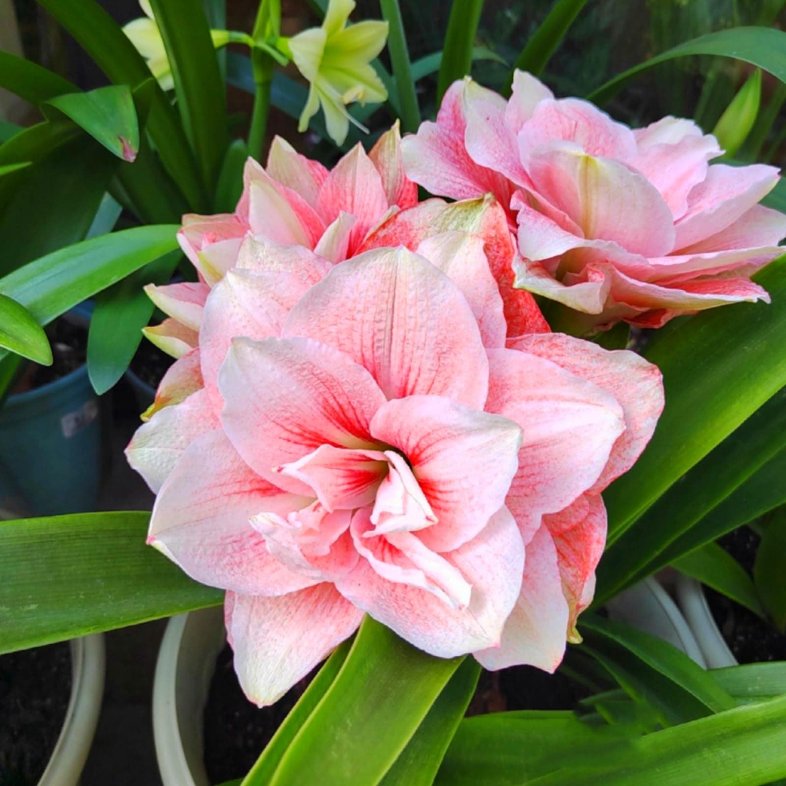 Brilliant Garden&Home Decoration-Amaryllis,Perennial,Gorgeous Amaryllis Bulk,Reblooming Year After Year-1 Bulb-E