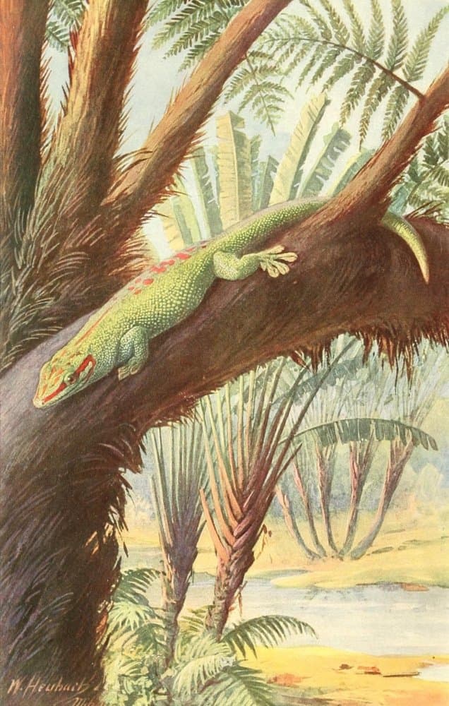 Brehms Tierleben 1913 Madagascan Gecko Poster Print by Walter Heubach (18 x 24)