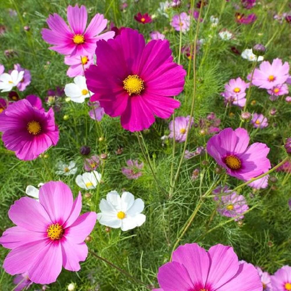 Cosmos Flower Seeds - Sensation Mix - Non-GMO Open Pollinated 800 Seeds