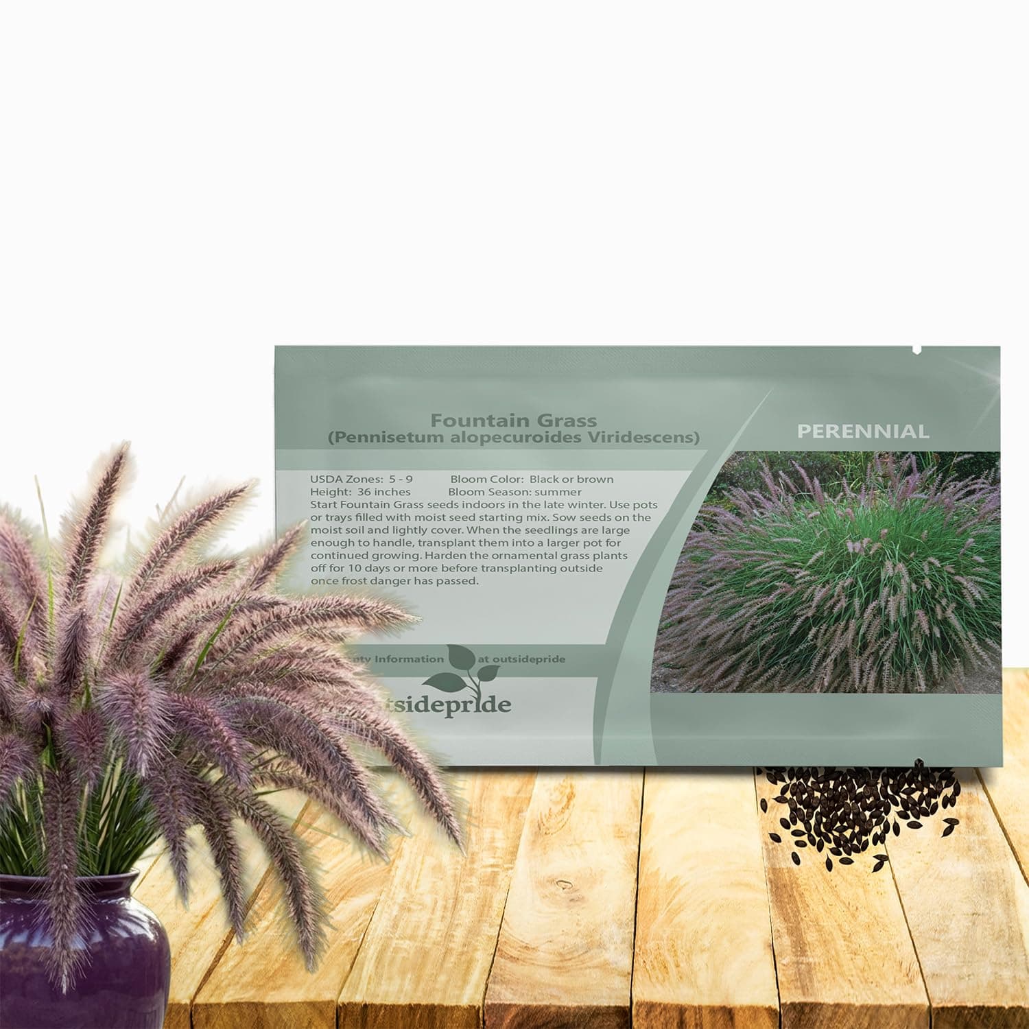 Chinese Pennisetum Fountain Ornamental Grass Seeds - 100 Pcs Perennial, Drought Tolerant Fountain Grass with Smoky Purple-Black Plumes for Low Maintenance Xeriscapes & Flower Arrangements