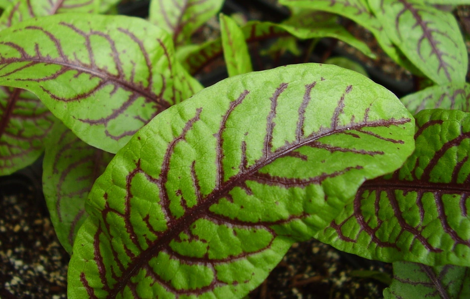 Sorrel Seeds- Blood-Veined- Heirloom Greens- 200+ Seeds