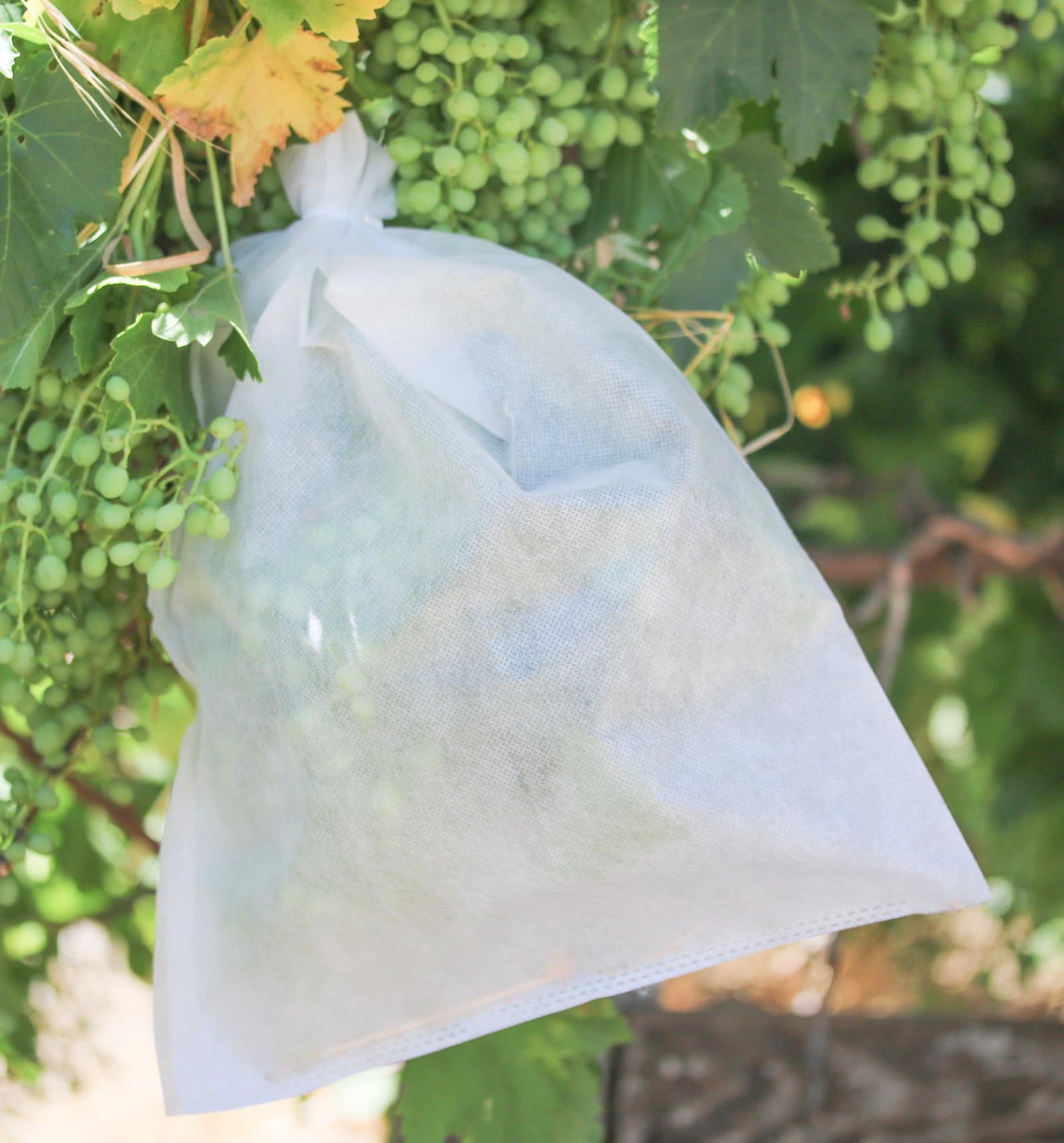 40 reusable fabric grape fig fruit protection bags 13" x 10 1/2" prevent birds June bugs flies, Easy install.