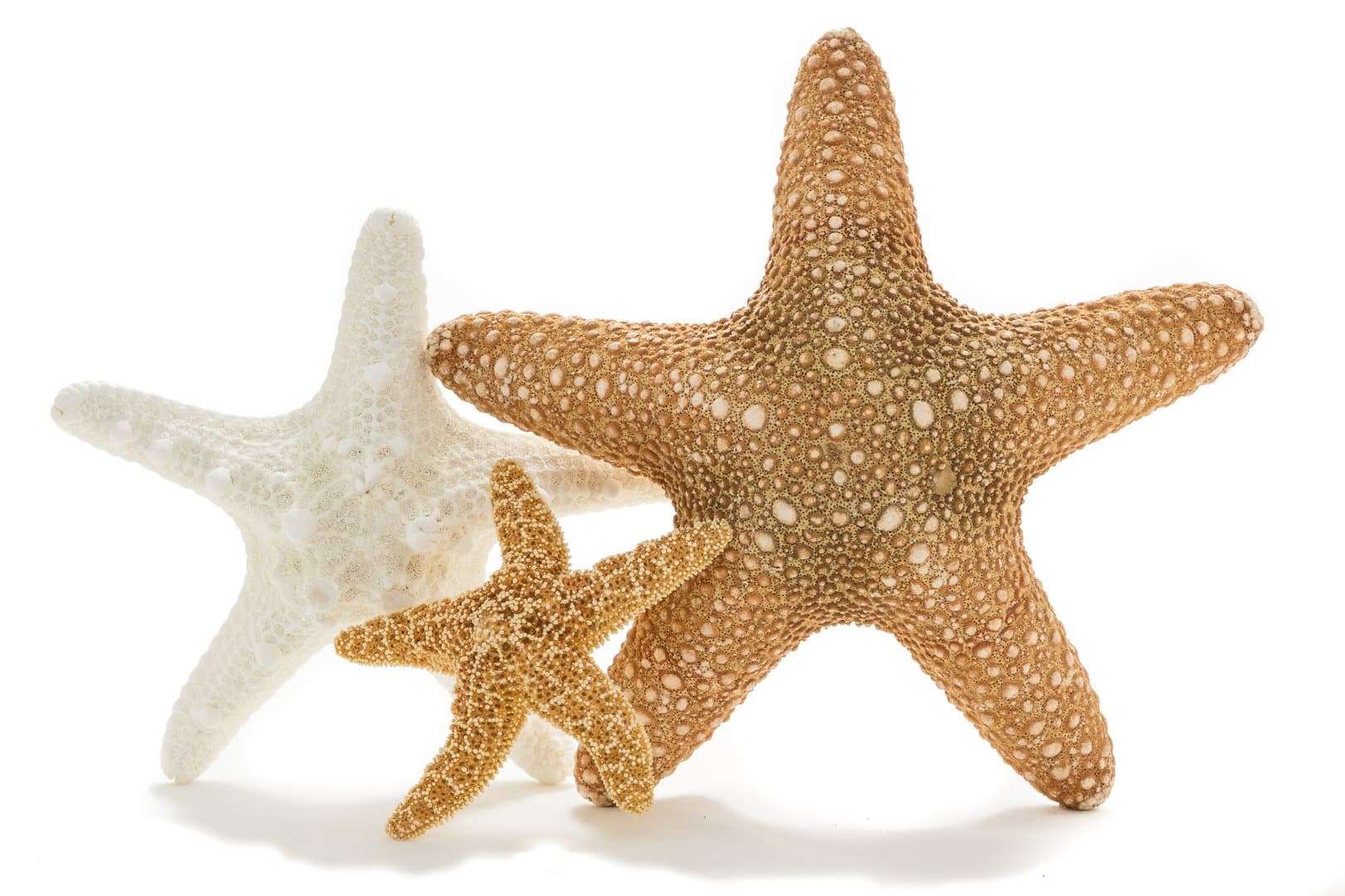 Real Starfish Decor - (3 pk) Jungle, Knobby and Sugar Starfish - Starfish for Crafts - White Starfish Décor - Large Starfish - Craft Starfish Bulk - Star Fish Decorations