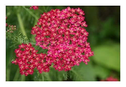RP Seeds Achillea millefolium Cerise Queen (Yarrow) - 100 Seeds