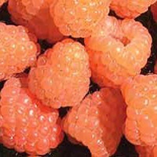 Swanley Village Nursery 5 X Raspberry Canes Valentina Bare Rooted