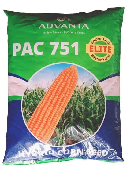 advanta upl hybrid golden PAC 751 SWEETCORN seeds 200 pcs