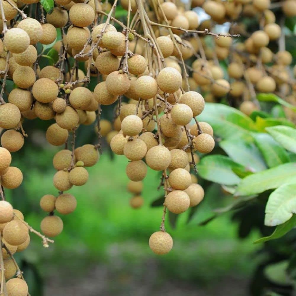 Bahan Traders Exclusive Dragon eye, Longan, Dimocarpus Longan Grafted fruit plant with polybag