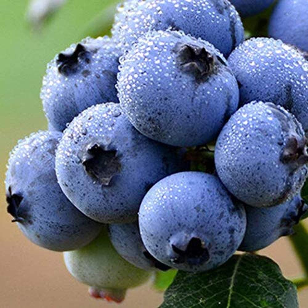 300 Pcs Blueberry Seed Blueberry Fruit Seeds Bonsai Garden Balcony/Terrace Perennial Outdoor Plant Seeds Fruits Bonsai Garden Ornamental Plant Flower Bonsai