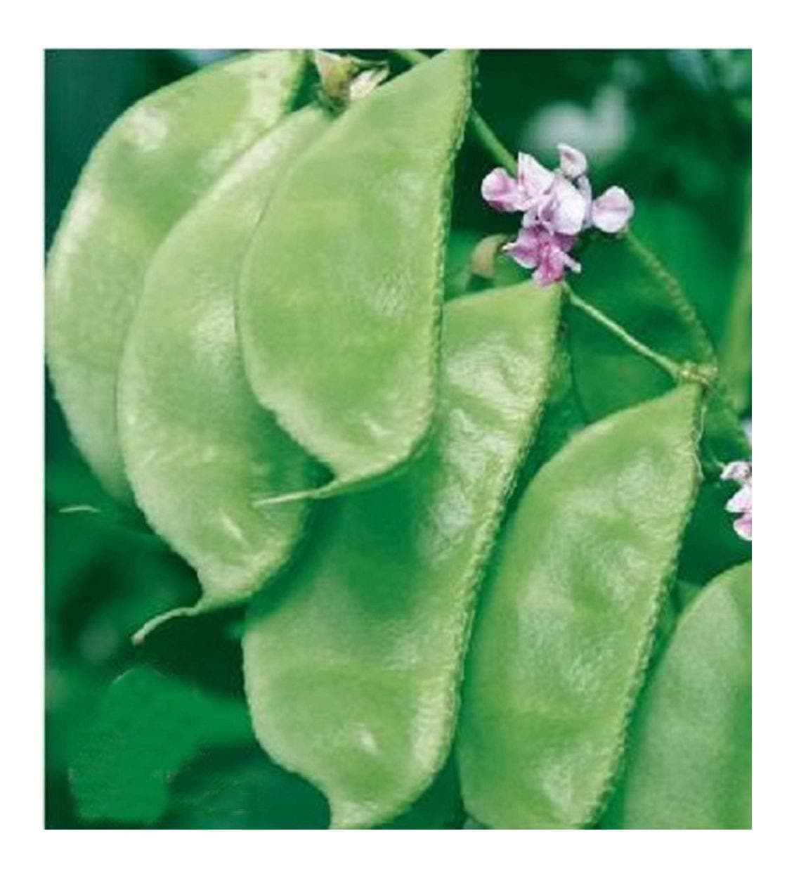 Original Color Pack 8g 26 Seeds Asian White Green Chinese Hyacinth Bean Brow Bean catjang Runner Pole Seeds for Planting