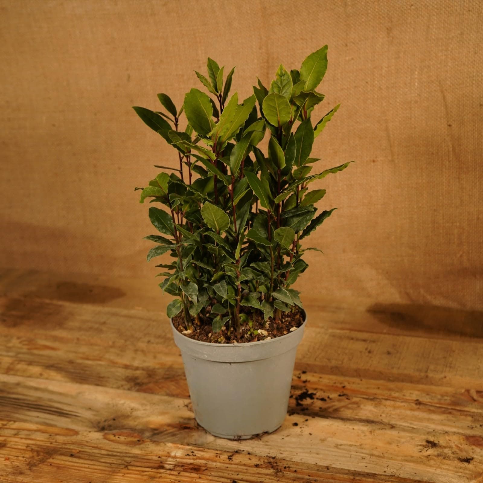 Laurus nobilis, Bay Tree, Large Plant in a 13cm Pot, Cooking Bay Leaf Tree Herb