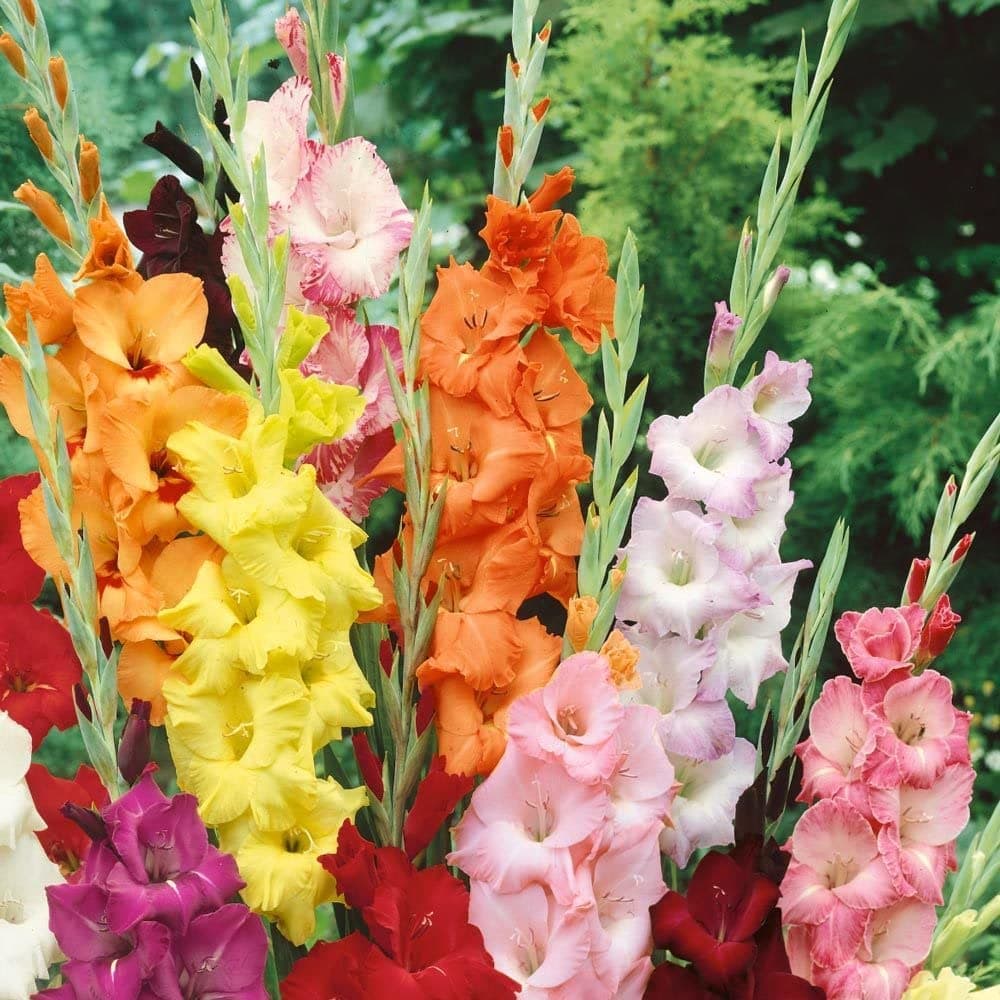 Kraft Seeds by 10CLUB Gladiolus Flowering Bulbs (Multicolor, 15 Bulbs) | Fragrant Flower Plants Seeds for Home Gardening | Bulbs for Indoor Home Decor | Flowering Bulbs | Fresh Bulbs for Flower Pots