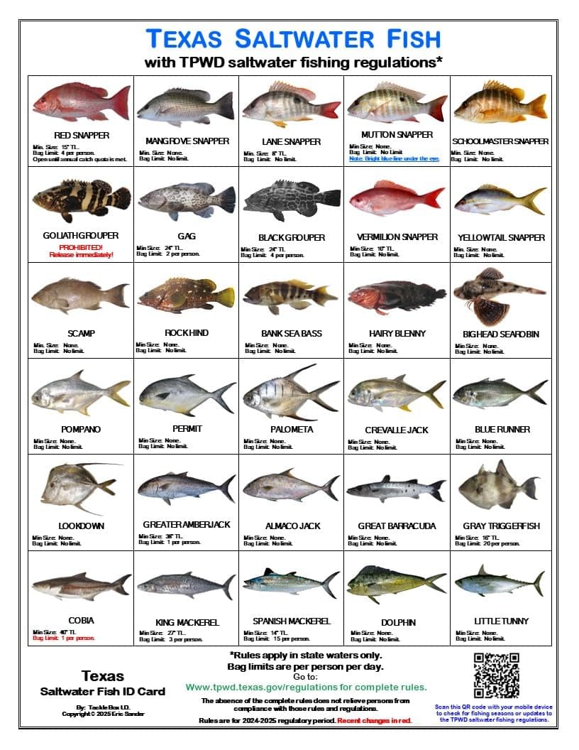 Texas Saltwater Fish Identification Card Set - Three Waterproof Cards Showing 60 Common Fish and 17 Sharks in True-to-Life Photographs with Current 2025-2026 TPWD Rules.