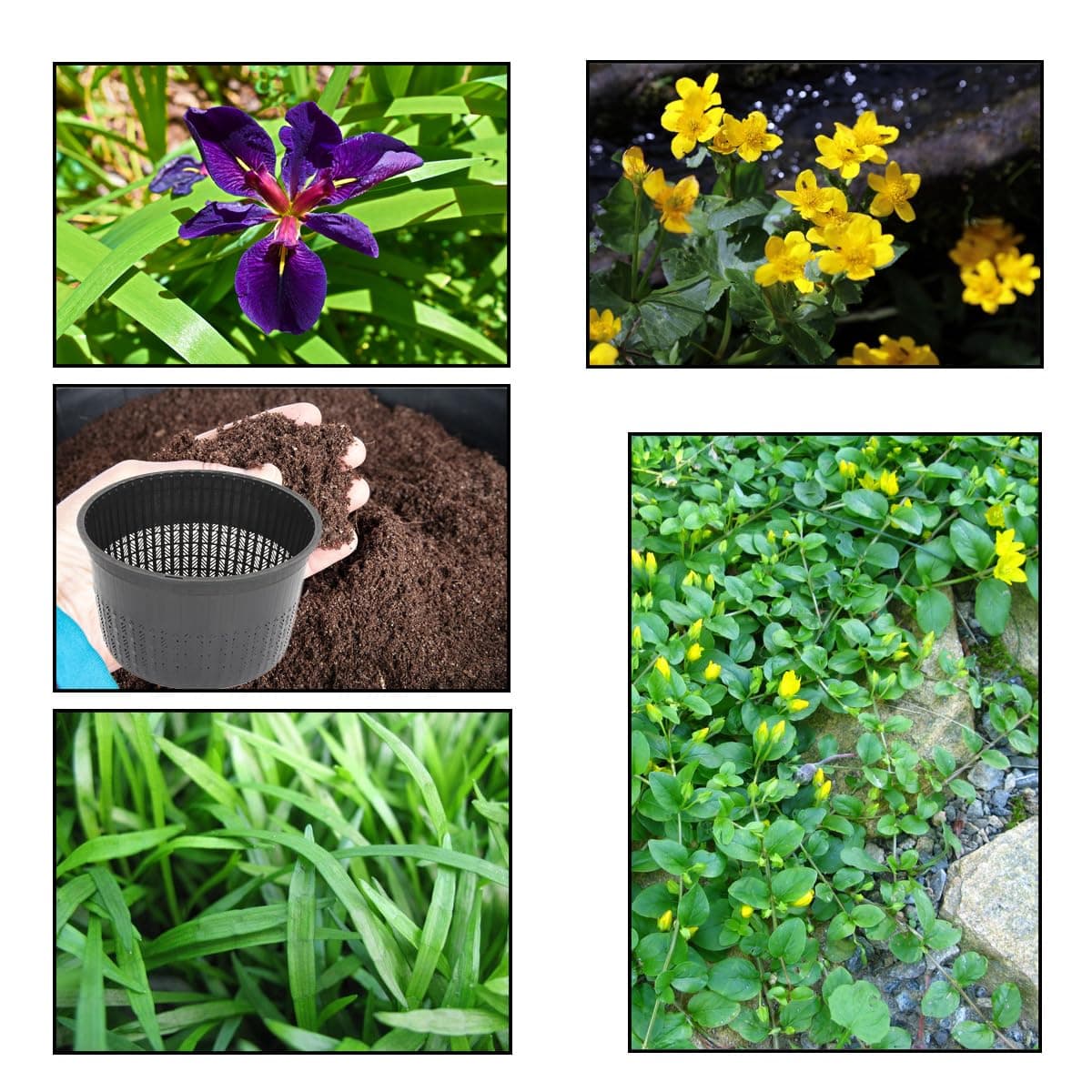 XS Pack Louisanna Black Gamecock - 3 Marginal Plants & 1 Oxygenating Plant - Live Water Plant Aquatic Pond Lake Marginal