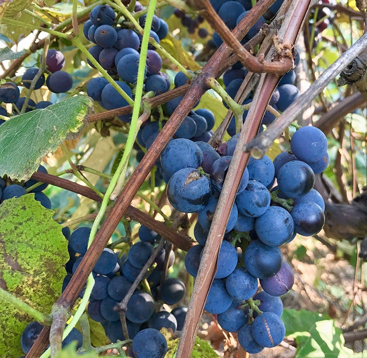 Concord Grape (Vitis labrusca 'Concord') - Grow Now or Store for Future Planting - Capsule of 10 Seeds