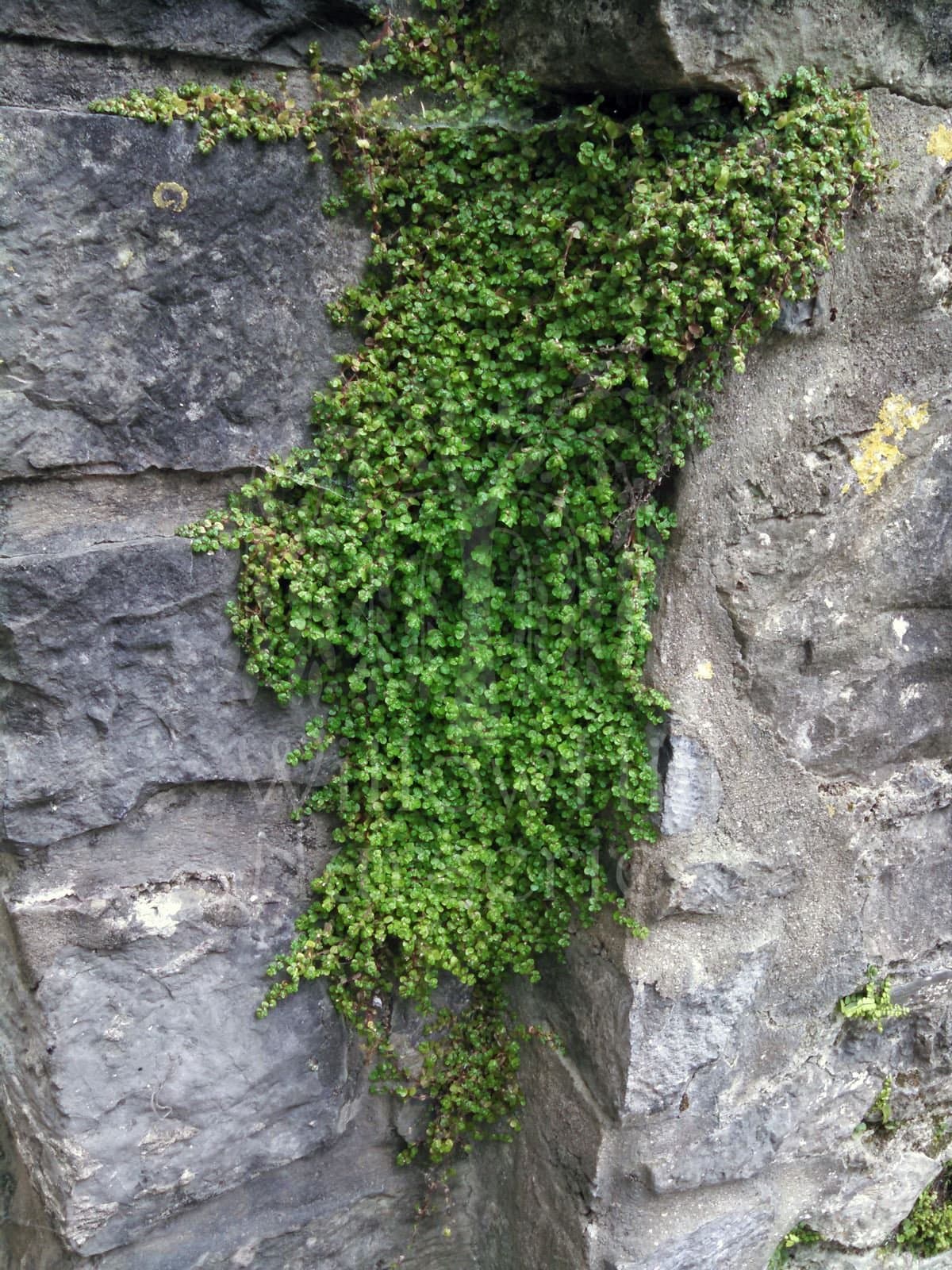 Two Helxine Soleirolia soleirolii Mind Your Own Business 9cm Plant Pot